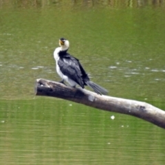 Microcarbo melanoleucos (Little Pied Cormorant) at Dickson, ACT - 9 Dec 2018 by RodDeb