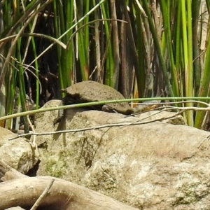 Chelodina longicollis at Dickson, ACT - 9 Dec 2018 11:14 AM