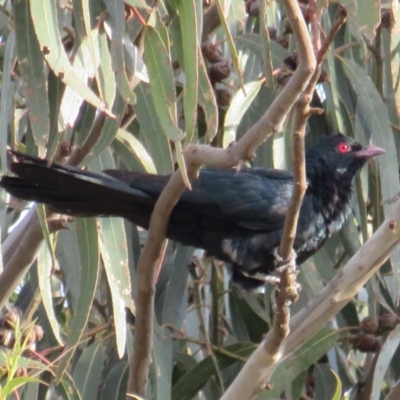 Eudynamys orientalis (Pacific Koel) at Curtin, ACT - 9 Dec 2018 by BenW
