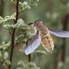 Trichophthalma punctata at Michelago, NSW - 26 Dec 2017