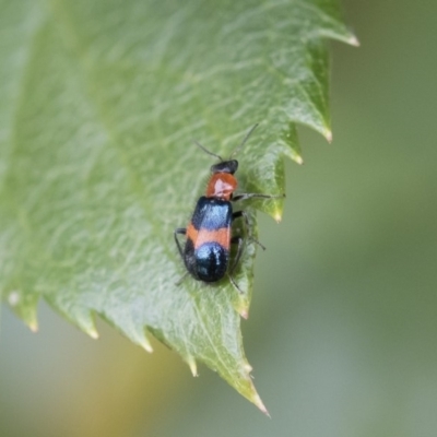 Dicranolaius cinctus (Notched-leg Red & Blue Flower Beetle) at Michelago, NSW - 8 Dec 2018 by Illilanga