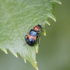 Dicranolaius bellulus at Michelago, NSW - 8 Dec 2018 02:15 PM