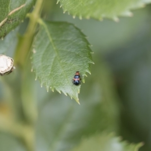 Dicranolaius bellulus at Michelago, NSW - 8 Dec 2018 02:15 PM