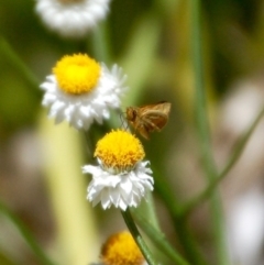 Ocybadistes walkeri (Green Grass-dart) at Acton, ACT - 1 Dec 2018 by KMcCue