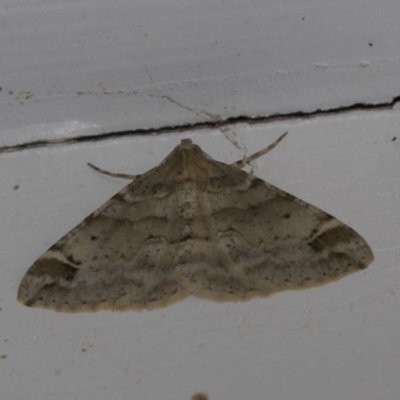 Syneora hemeropa (Ring-tipped Bark Moth) at Higgins, ACT - 30 Mar 2018 by AlisonMilton