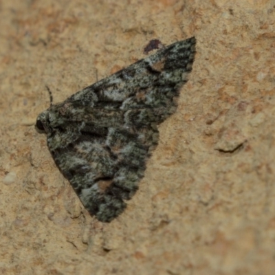 Aeolochroma metarhodata (Tea-tree Emerald) at Higgins, ACT - 29 Mar 2018 by Alison Milton