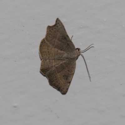 Sophta concavata (Varied Hookwing) at Higgins, ACT - 8 Dec 2018 by Alison Milton