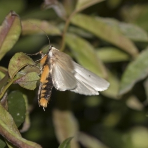 Maroga melanostigma at Higgins, ACT - 8 Dec 2018 09:10 PM