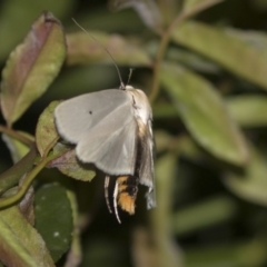 Maroga melanostigma at Higgins, ACT - 8 Dec 2018 09:10 PM