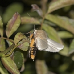 Maroga melanostigma at Higgins, ACT - 8 Dec 2018 09:10 PM