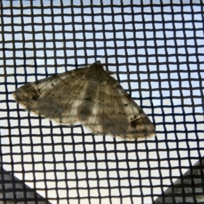 Syneora hemeropa (Ring-tipped Bark Moth) at Higgins, ACT - 11 Apr 2018 by AlisonMilton