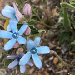 Oxypetalum coeruleum (Tweedia or Southern Star) at Hughes, ACT - 9 Dec 2018 by KL