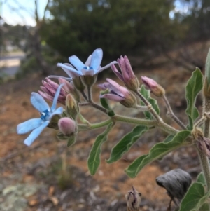 Oxypetalum coeruleum at Hughes, ACT - 9 Dec 2018