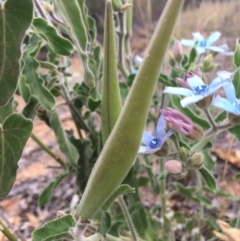 Oxypetalum coeruleum at Hughes, ACT - 9 Dec 2018