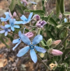 Oxypetalum coeruleum at Hughes, ACT - 9 Dec 2018