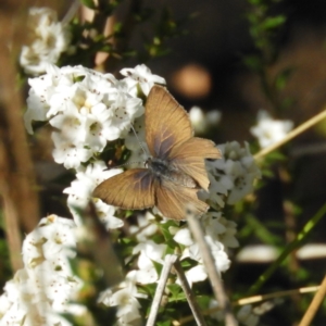 Candalides heathi at Cotter River, ACT - 9 Dec 2018 09:52 AM