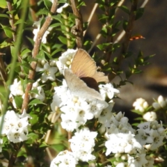 Candalides heathi at Cotter River, ACT - 9 Dec 2018 09:52 AM