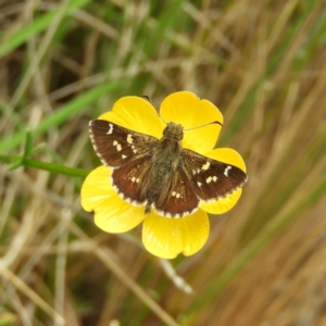 Pasma tasmanica at Cotter River, ACT - 9 Dec 2018