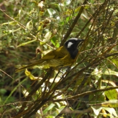 Nesoptilotis leucotis (White-eared Honeyeater) at Cotter River, ACT - 9 Dec 2018 by MatthewFrawley