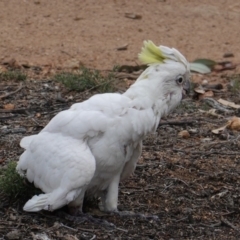 Cacatua galerita at Hughes, ACT - 9 Dec 2018 07:41 PM