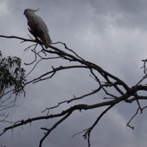 Cacatua galerita at Hughes, ACT - 9 Dec 2018 07:41 PM