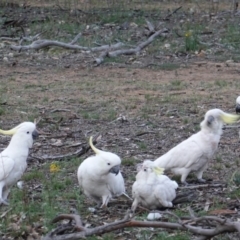 Cacatua galerita at Hughes, ACT - 9 Dec 2018