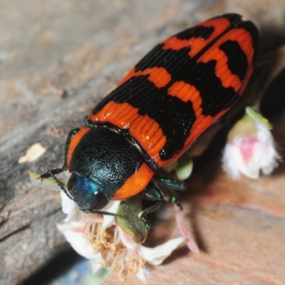 Temognatha mitchellii (Jewel beetle) at Wyanbene, NSW - 9 Dec 2018 by Harrisi
