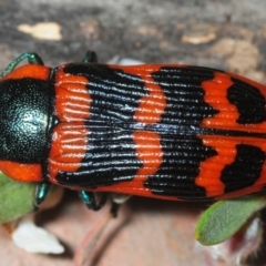 Temognatha mitchellii at Wyanbene, NSW - 9 Dec 2018 07:40 PM