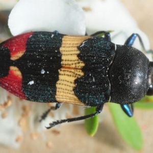 Castiarina bella at Wyanbene, NSW - 9 Dec 2018