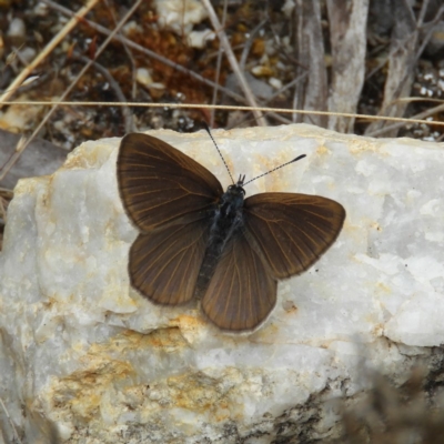 Candalides heathi (Rayed Blue) at Cotter River, ACT - 9 Dec 2018 by MatthewFrawley