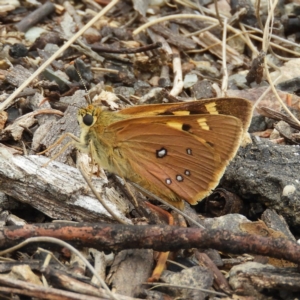 Trapezites eliena at Cotter River, ACT - 9 Dec 2018 12:37 PM