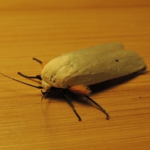 Maroga melanostigma at Conder, ACT - 8 Dec 2018 12:05 AM