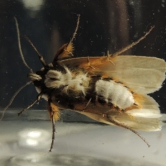 Maroga melanostigma at Conder, ACT - 8 Dec 2018