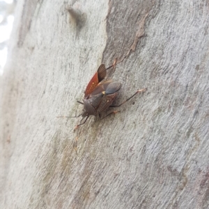 Poecilometis patruelis at Acton, ACT - 9 Dec 2018 03:24 PM