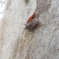 Poecilometis patruelis at Acton, ACT - 9 Dec 2018 03:24 PM