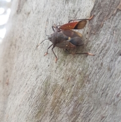 Poecilometis patruelis at Acton, ACT - 9 Dec 2018 03:24 PM