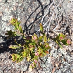 Platysace lanceolata (Shrubby Platysace) at Tennent, ACT - 8 Dec 2018 by gregbaines