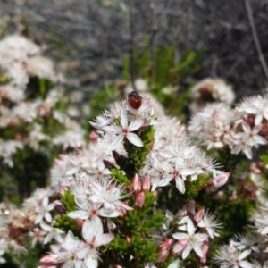 Exoneura sp. (genus) at Tennent, ACT - 8 Dec 2018