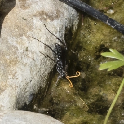 Pompilidae (family) (Unidentified Spider wasp) at Michelago, NSW - 8 Dec 2018 by Illilanga