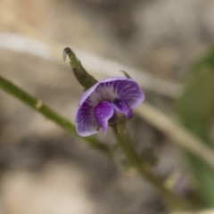 Glycine tabacina (Variable Glycine) at Michelago, NSW - 8 Dec 2018 by Illilanga