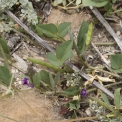 Glycine tabacina at Michelago, NSW - 8 Dec 2018 11:50 AM