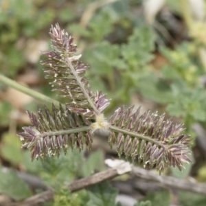 Eleusine tristachya at Michelago, NSW - 8 Dec 2018 11:53 AM