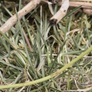 Eleusine tristachya at Michelago, NSW - 8 Dec 2018 11:53 AM