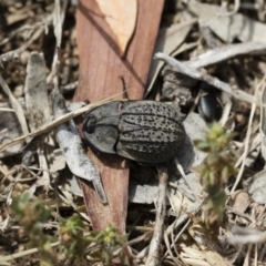 Helea ovata at Michelago, NSW - 10 Dec 2018