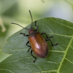 Ecnolagria grandis (Honeybrown beetle) at Michelago, NSW - 8 Dec 2018 by Illilanga