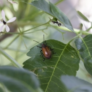 Ecnolagria grandis at Michelago, NSW - 8 Dec 2018