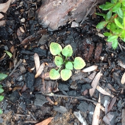 Unverified Plant at Booderee National Park1 - 10 Oct 2018 by MeenaS