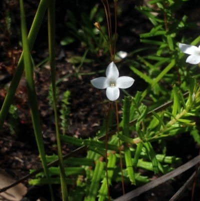 Mitrasacme polymorpha (Varied Mitrewort) at Jervis Bay, JBT - 31 Oct 2018 by MeenaS