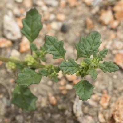 Dysphania pumilio (Small Crumbweed) at Michelago, NSW - 9 Dec 2018 by Illilanga