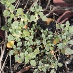 Dysphania pumilio at Michelago, NSW - 10 Dec 2018 07:03 AM